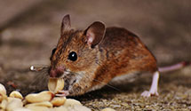 24 Hour & Emergency Exterminators in Sullivans Is, SC